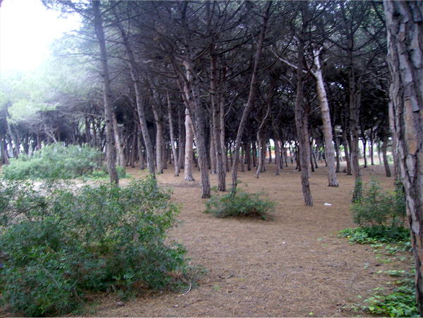 Pineda de Llevant Mar (nord de Gavà Mar)